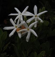 Jasminum angulare