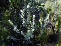 Hermannia trifoliata