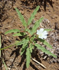 Monsonia burkeana