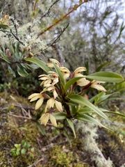 Maxillaria embreei