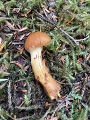 Aureonarius limonius