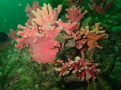 Stylaster nobilis
