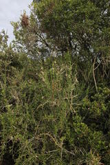 Polygala virgata virgata