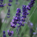 Common Lavender - Photo (c) epicnom, some rights reserved (CC BY-NC)
