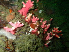 Stylaster nobilis