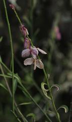 Polygala virgata virgata