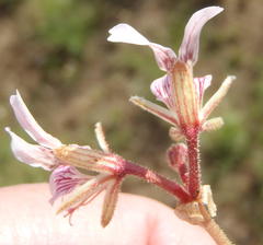 Pelargonium dolomiticum