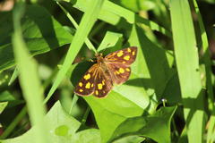 Metisella metis paris