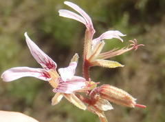 Pelargonium dolomiticum