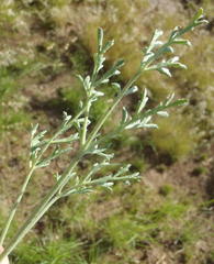 Pelargonium dolomiticum