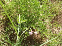 Pelargonium dolomiticum