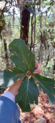 Quercus jonesii