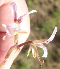 Pelargonium dolomiticum