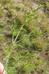 Pelargonium dolomiticum