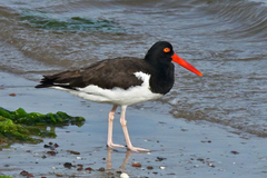 Haematopus palliatus