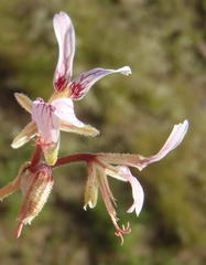 Pelargonium dolomiticum