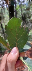 Quercus jonesii
