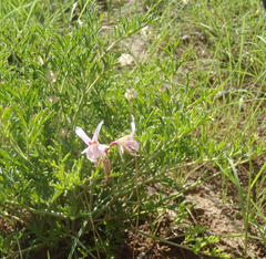 Pelargonium dolomiticum