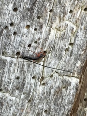 Ephialtes manifestator