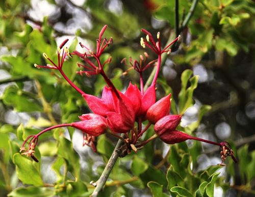 Cadaba aphylla (Thunb.) Wild