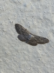 Idaea seriata