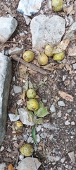 Juglans mollis