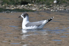 Leucophaeus pipixcan