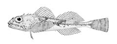 Northern Sculpin photo 4