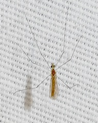 Gonomyia