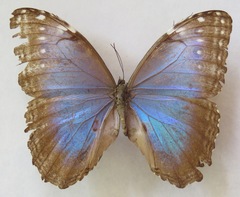 Morpho helenor narcissus