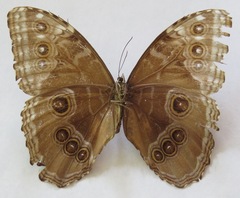 Morpho helenor narcissus