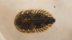 Ectopria nervosa