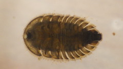 Ectopria nervosa