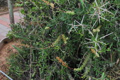 Crassula perforata perforata