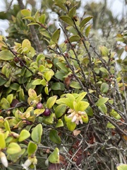 Disterigma alaternoides