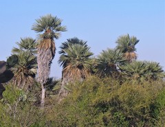 Trithrinax campestris