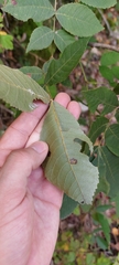 Carya myristiciformis