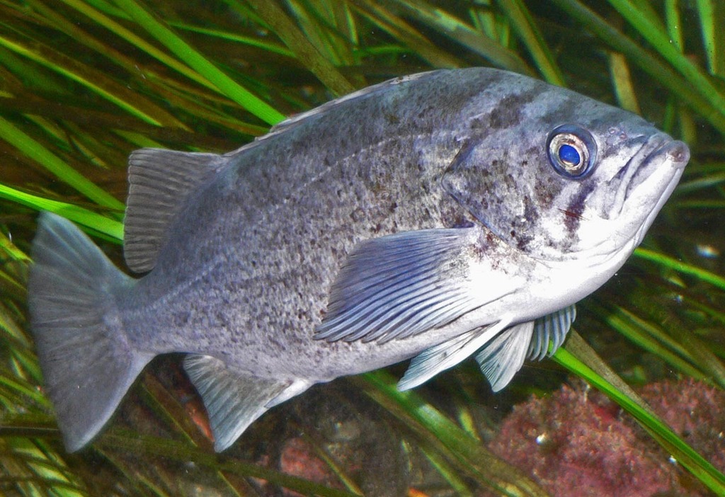 Deacon Rockfish