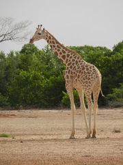 Giraffa camelopardalis peralta