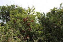Schotia afra afra