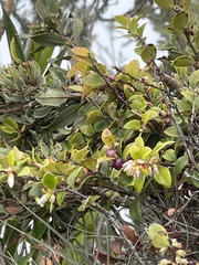 Disterigma alaternoides