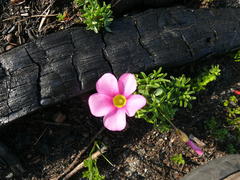 Oxalis glabra