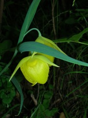 Calochortus pulchellus