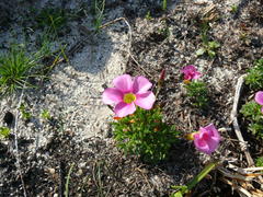 Oxalis glabra