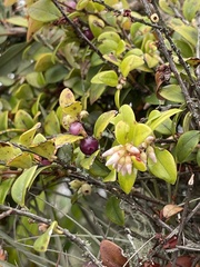 Disterigma alaternoides