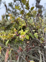 Disterigma alaternoides