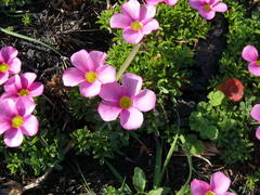 Oxalis glabra