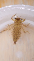 Cordulegastridae