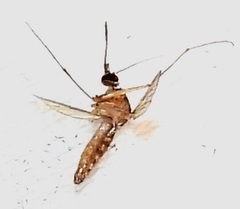 Culex pilosus