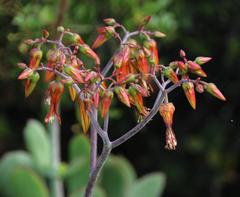 Cotyledon velutina